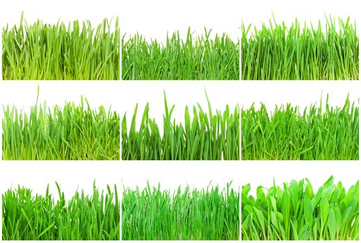 Fresh green grass isolated on white background