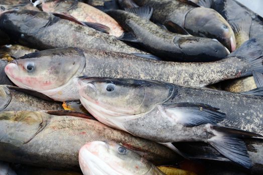 Pile of freshwater carp fish