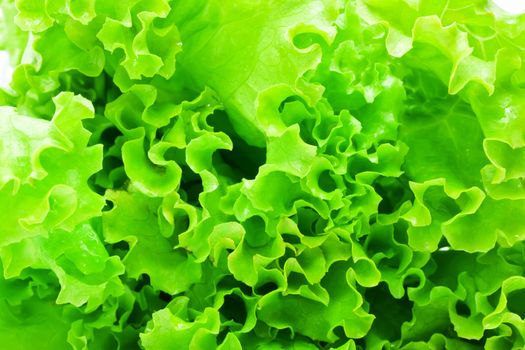 Green curvy leaves of fresh Lettuce salad