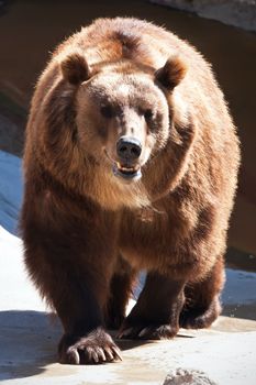 Beautiful photo of big and strong brown Bear in zoo