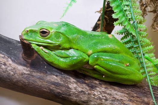 Beautiful macro photo of Chinese flying frog