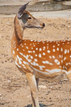 Close up photo of nice young deer in zoo