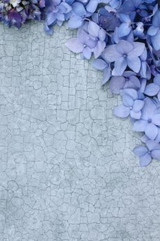 Hydrangeas over a craquelure background with room for copy space.