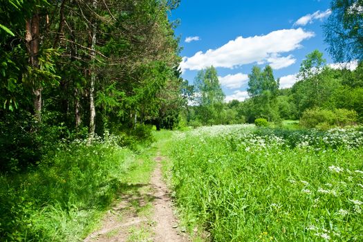 Green forest and meadow under blue sky