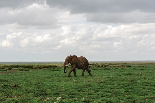 a elephant in amboseli national park of kenya.