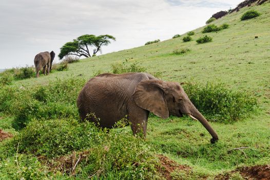 a elephant in amboseli national park of kenya.
