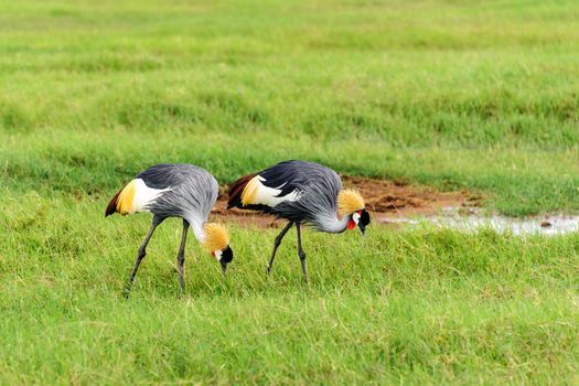 the crowned crane, a majestic bird species known for graceful courtship dances, is one of the beautiful bird in amboseli national park of Kenya.