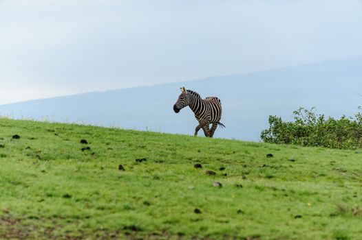 the beautful zebra in amboseli national park of Kenya.