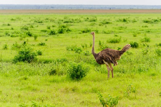 The ostrich in amboseli national park of Kenya.