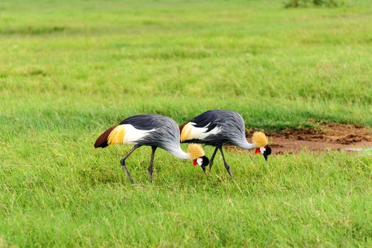 the crowned crane, a majestic bird species known for graceful courtship dances, is one of the beautiful bird in amboseli national park of Kenya.