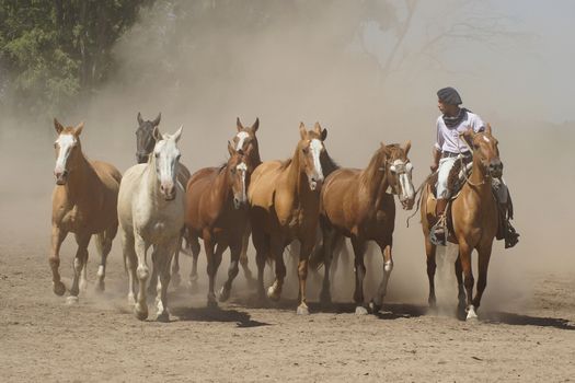 PAMPA, ARGENTINA - JANUARY 31, 2011: Gaucho with Argentinian Horses on January 31, 2011 in Argentina