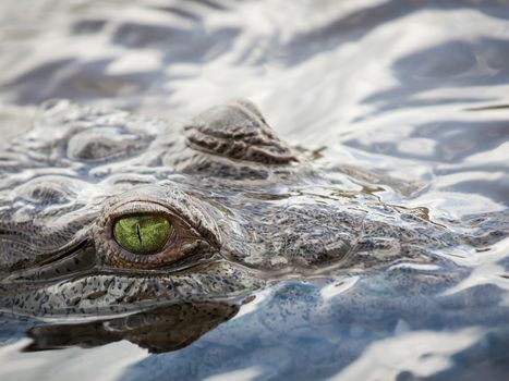 Crocodile on the water only with its eyes visible
