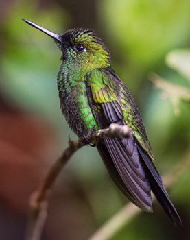 Beautiful and exotic green bird on a branch