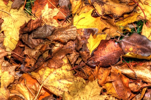 Background of a layer of beautiful Autumn Leaves in HDR High Dynamic Range