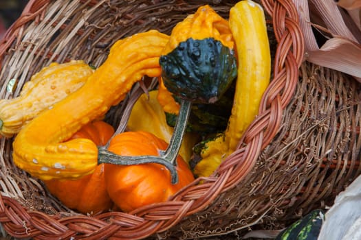 A pile of Gourds during the fall season.