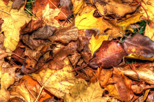 Background of a layer of beautiful Autumn Leaves in HDR High Dynamic Range in soft focus