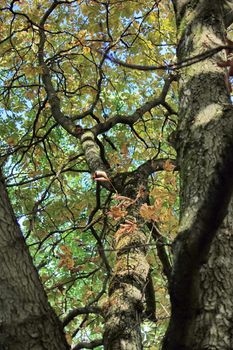 Close up on india chestnut leaves and branch by beautiful day