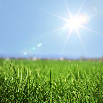 Spring grass in sun light and defocused sky on background