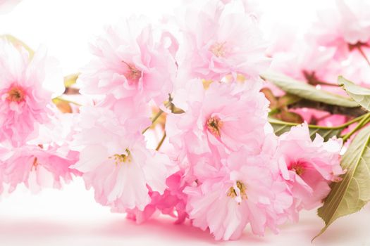 Pink flowers of sakura close up on white