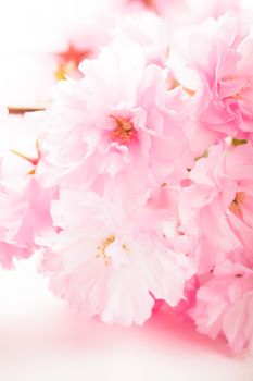 Pink flowers of sakura close up on white