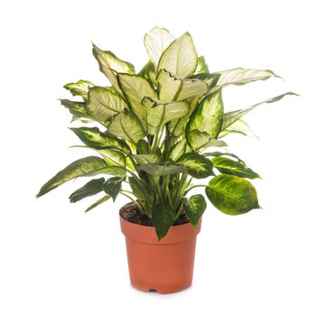 dieffenbachia grows in flowerpot isolated on white