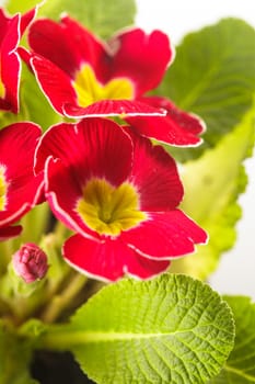 Red primula flowers with leaves close up