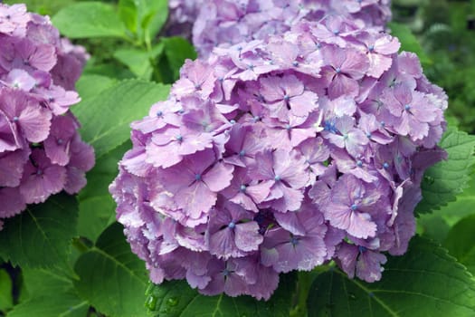 closeup of big fresh Hydrangea flower among green leafs