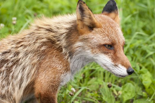 head shot of hunting red fox, focus on eye