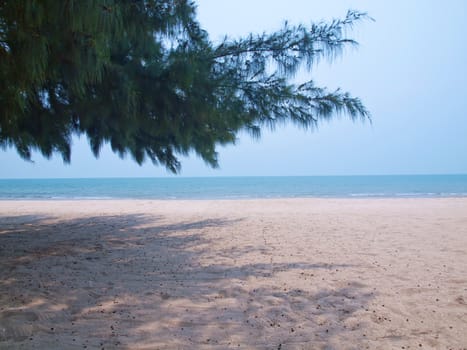 Lonely pine tree at the tropical beach