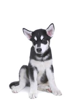 Adorable Alaskan Malamute Puppy on White Background in Studio