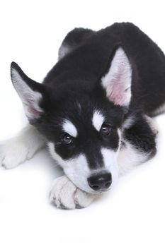 Adorable Alaskan Malamute Puppy on White Background in Studio