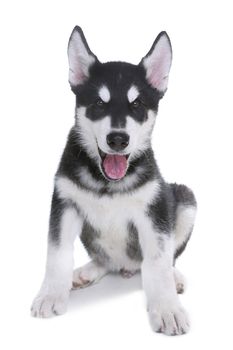 Adorable Alaskan Malamute Puppy on White Background in Studio