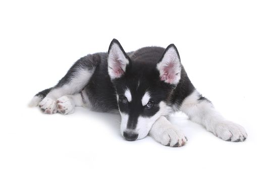 Adorable Alaskan Malamute Puppy on White Background in Studio