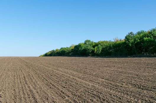 plowed field with trees and deep blue sky