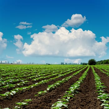 agriculture field close up and blue sky with clouds over it