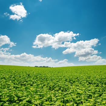 sunflowers green field and clouds in blue sky