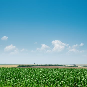 field with green maize and blue sky