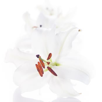 White lily flowers isolated on white background