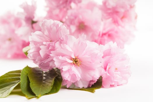 Pink flowers of sakura close up on white