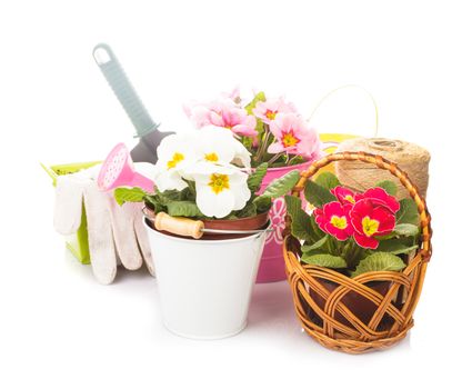 Gardening: primula flowers with gloves, 
trowel and watering can on white