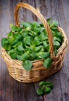 Fresh Picked Corn Salad in Wicker Basket closeup on Rustic Wooden background