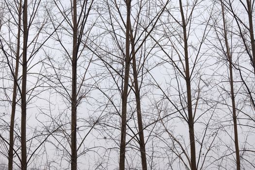 Bare leafless branches of trees