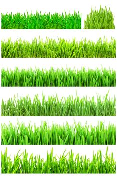 Fresh green grass isolated on white background