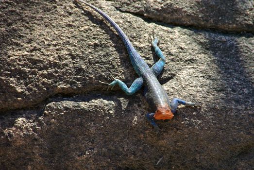 agama on the rock