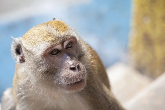 Macaque Monkey Portrait Closeup at Batu Caves in Malaysia