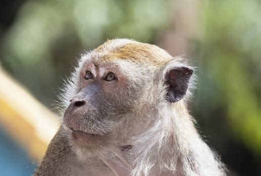 Macaque Monkey Staring Portrait Closeup at Batu Caves in Malaysia