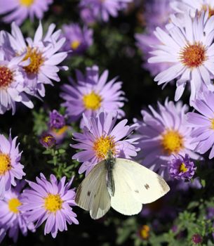 butterfly on colorful spring flower nature background