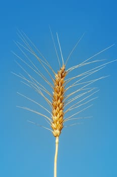 golden ear of wheat on sky background