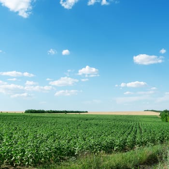 green field with sunflower and blue sky