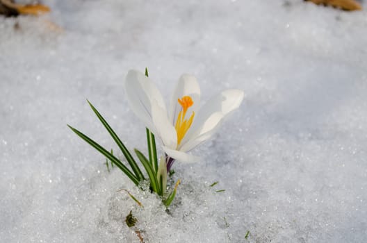 close up of beautiful white crocus flower in snow, the first sign of spring in nature in garden